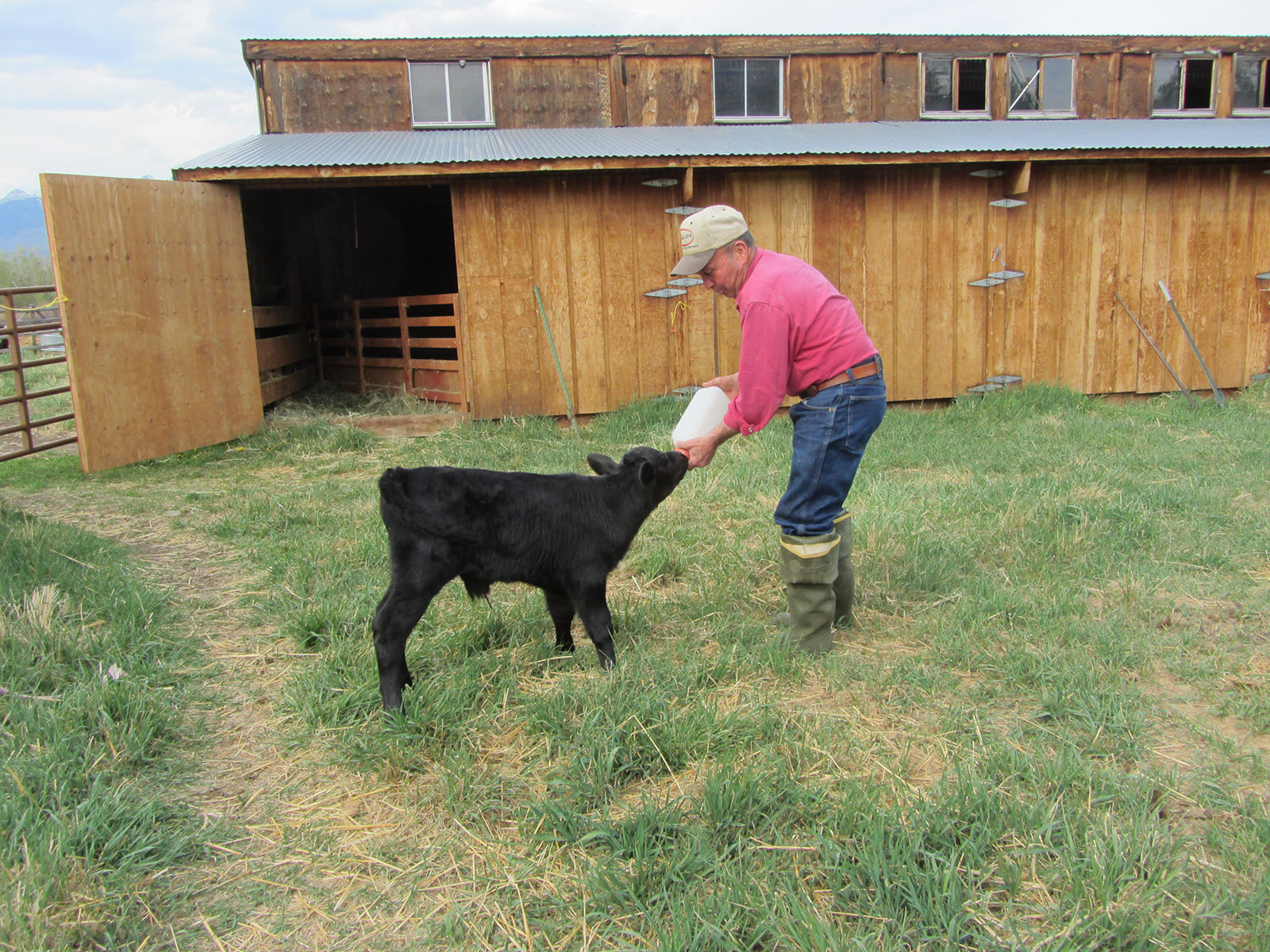 Orphan Calf Care